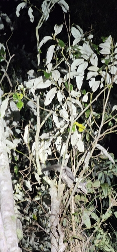 Petaurus breviceps observed 2026-10-17