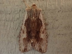 Lithophane hemina