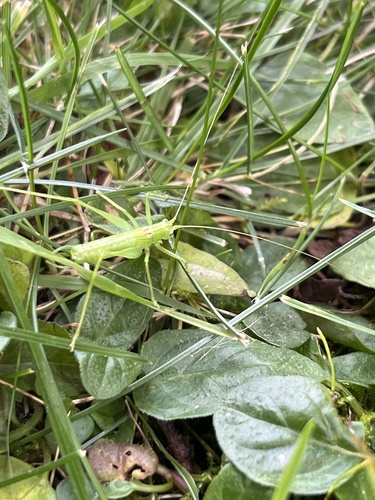 Southern Oak Bush-cricket
