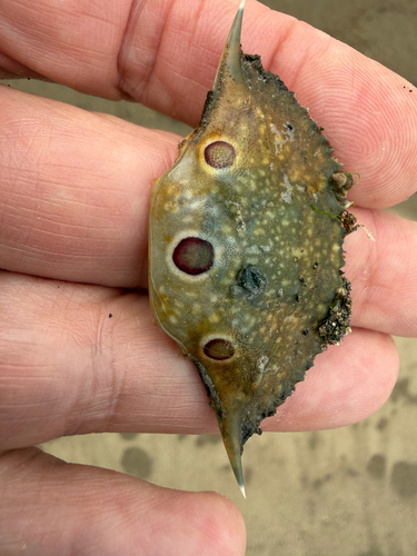 Portunus sanguinolentus observed 2026-10-17