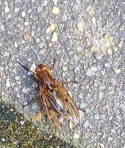 Dryomyza formosa