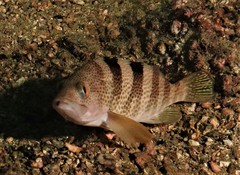 Rock Grouper photo 3