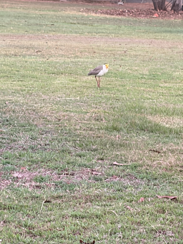 Northern Masked Lapwing