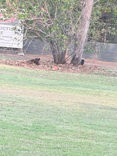 Orange-footed Scrubfowl