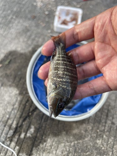 Lutjanus argentimaculatus observed 2026-10-17