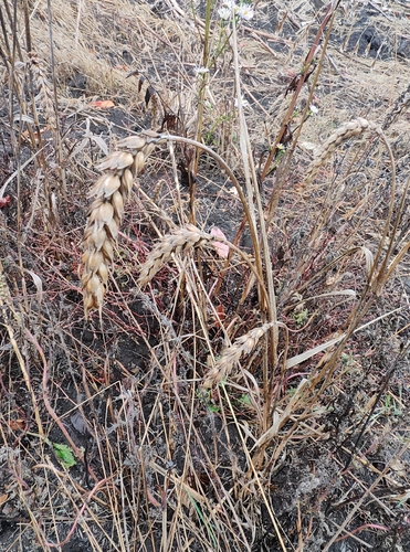 Triticum aestivum observed 2026-10-17