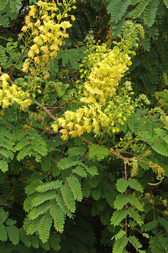 Mysore Thorn