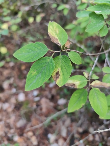 Fly Honeysuckle
