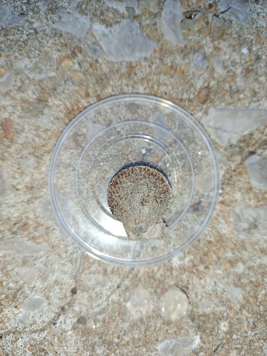 Mimachlamys varia varia