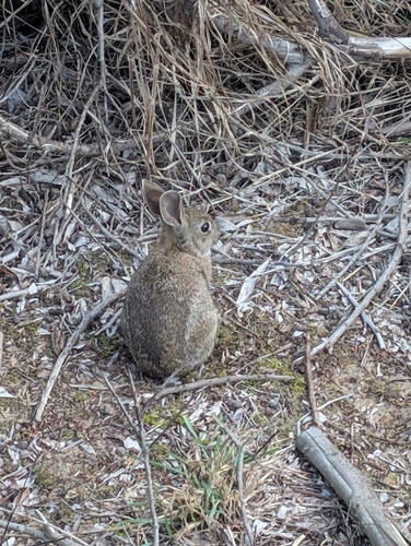 European Rabbit
