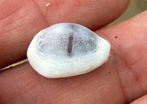 Cypraea moneta observed 2026-10-17