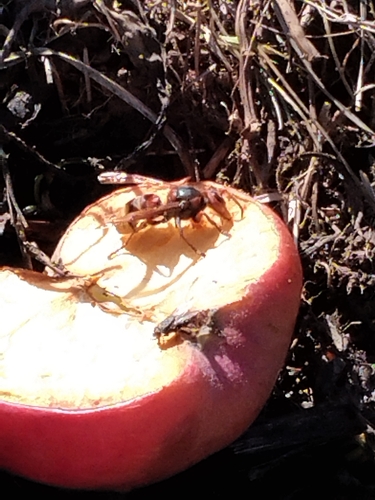 European Hornet