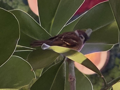 Eurasian Tree Sparrow