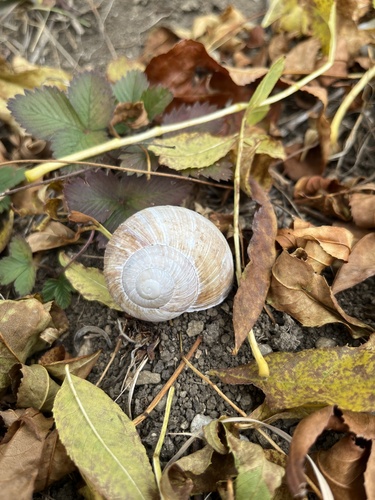 Roman Snail