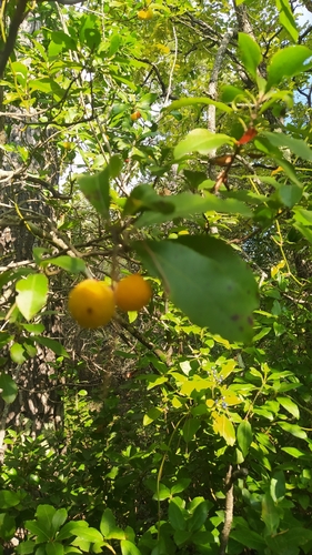 strawberry tree