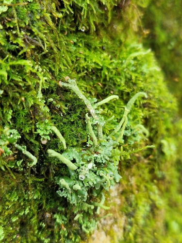 Cladonia macilenta observed 2026-10-16