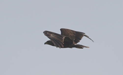 iNaturalist image