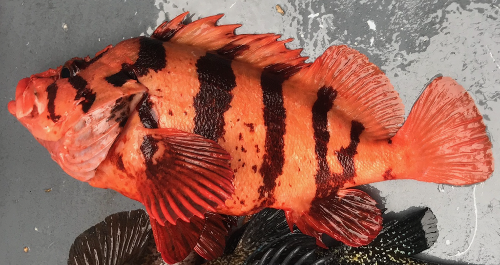 The Tiger Rockfish! Definitely one of the coolest looking rockfish