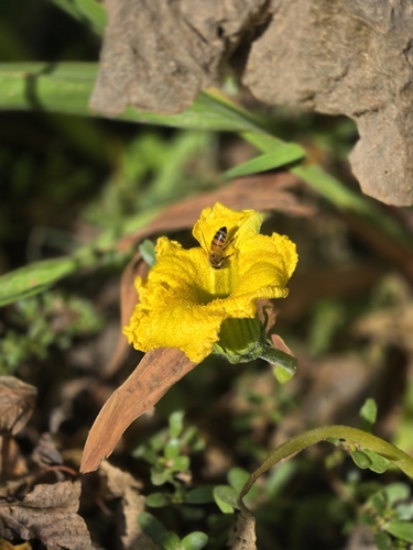Western Honey Bee