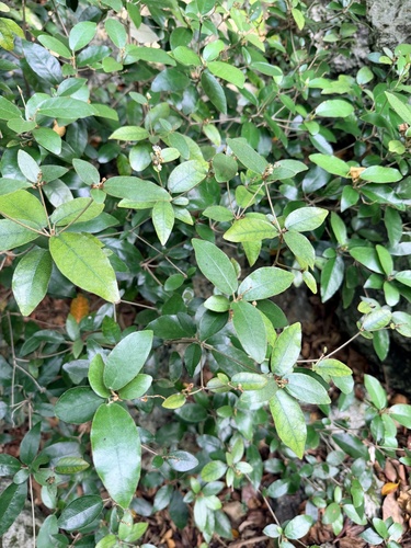 Croton cascarilloides observed 2026-10-17