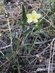 Lithospermum incisum