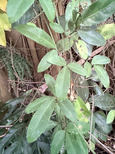 Tetrastigma observed 2026-10-17