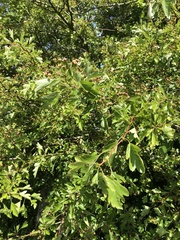 Crataegus monogyna