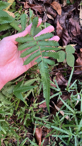 Christella acuminata observed 2026-10-17