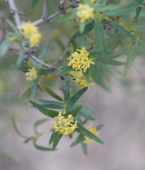 Pimelea microcephala microcephala