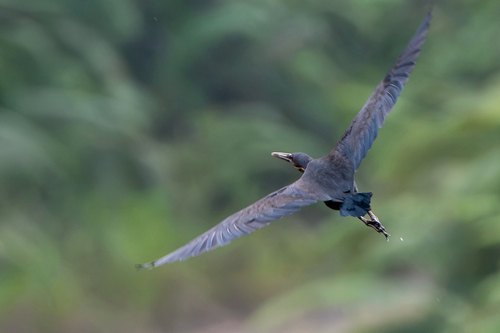 Dupetor flavicollis observed 2026-10-12