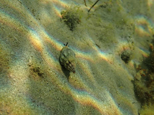 Cominella eburnea observed 2026-10-17