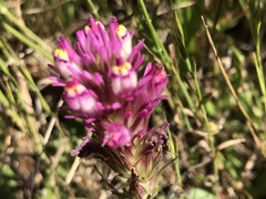Castilleja densiflora densiflora