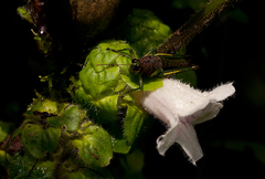 Acanthopale confertiflora
