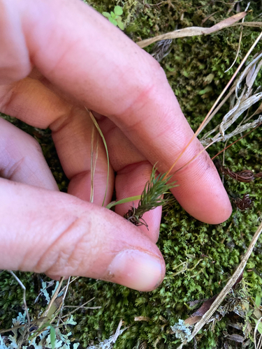 Polytrichadelphus magellanicus observed 2026-10-17