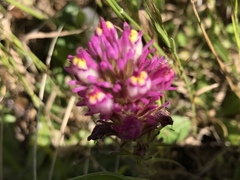 Castilleja densiflora densiflora