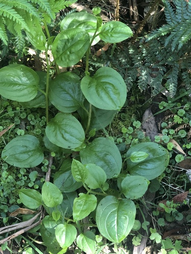 Hackelia latifolia, 2026-10-17