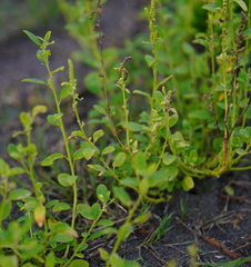 Chenopodium acuminatum virgatum