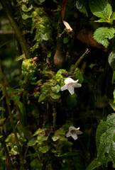 Acanthopale confertiflora