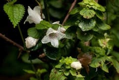 Acanthopale confertiflora