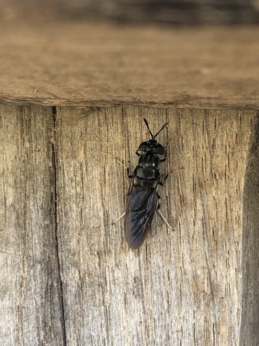 Black Soldier Fly