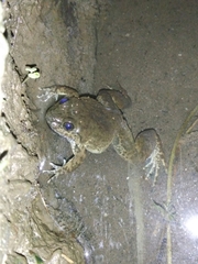 Limnonectes kuhlii