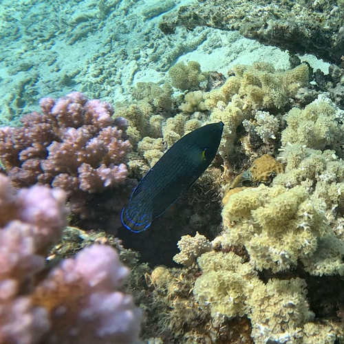 Labrichthys observed 2026-10-16