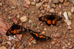 Acraea peneleos