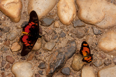 Acraea alicia