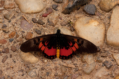 Acraea perenna
