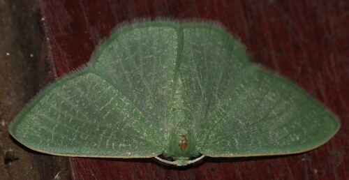 Vermicularia observed 2026-10-16