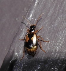 Lebia fuscata