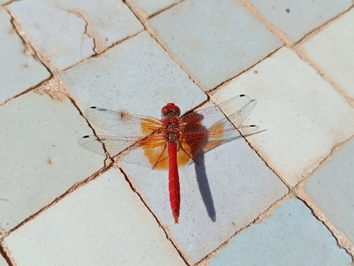 Orange-winged Dropwing