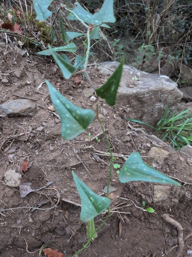 Rough Bindweed
