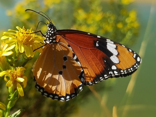 Plain Tiger Butterfly